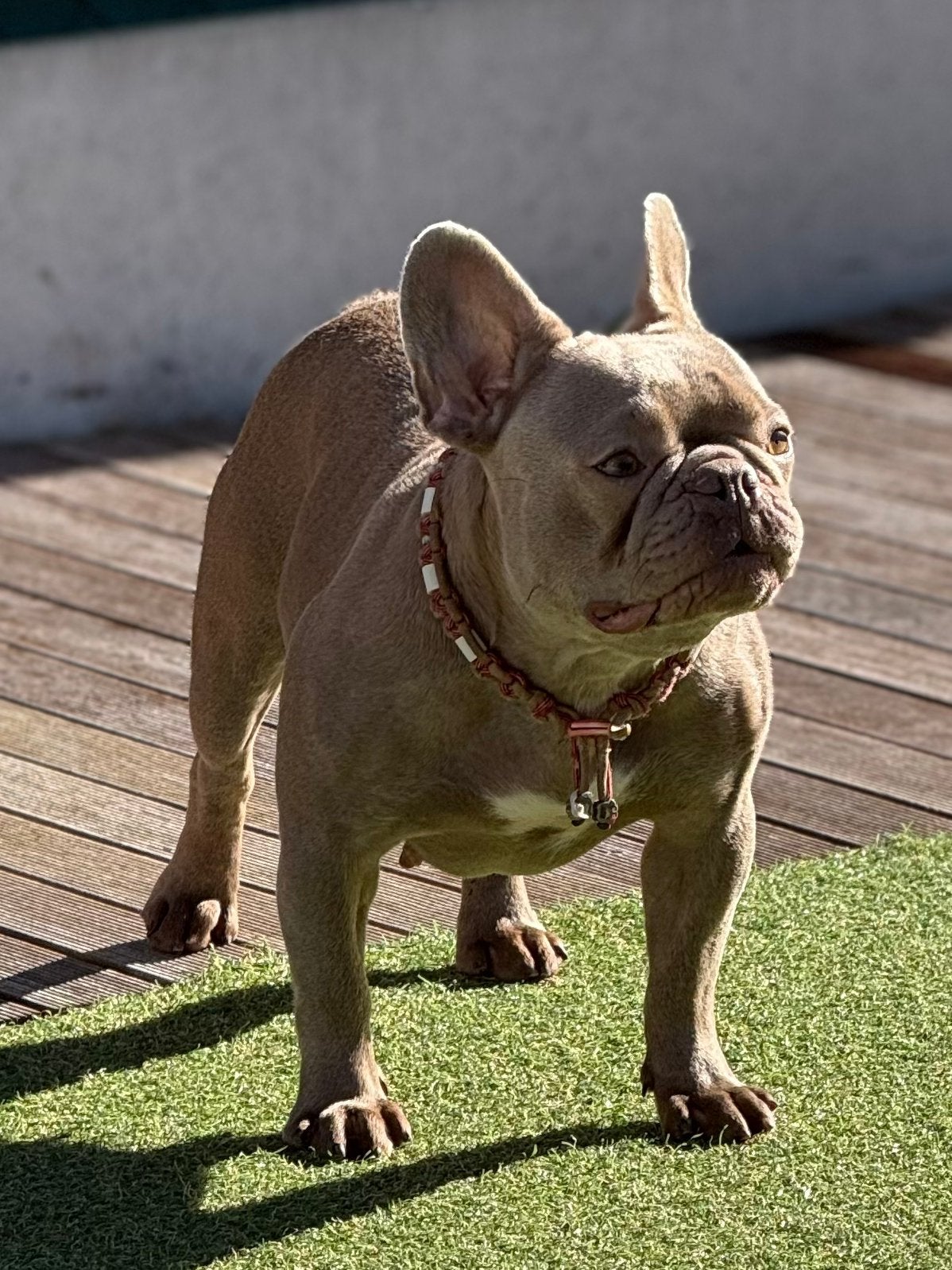 Franse bulldog teefje 2,5j, Fokker | Hobbymatig, 1 tot 2 jaar, Buitenland, Teef
