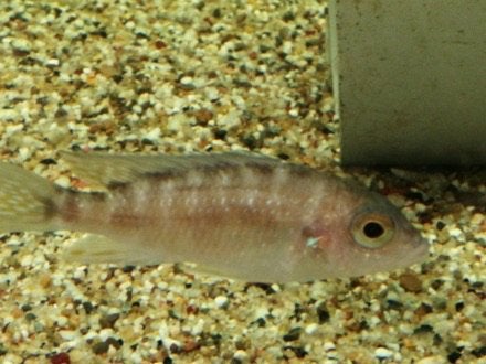 Aulonocara sp. turkis vrouw