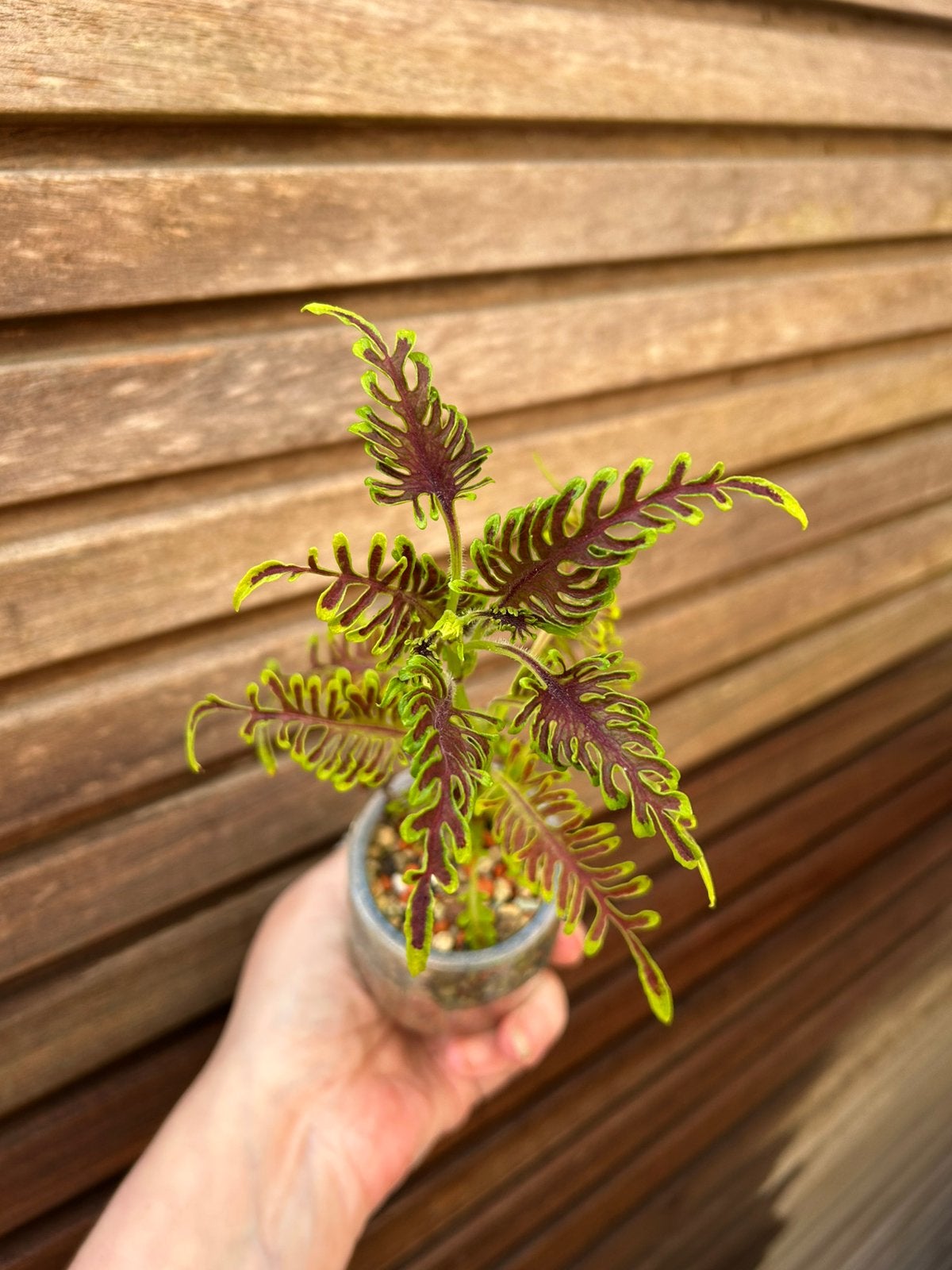 Coleus / siernetel Skeleton, Tuin en Terras, Planten | Tuinplanten, Ophalen of Verzenden
