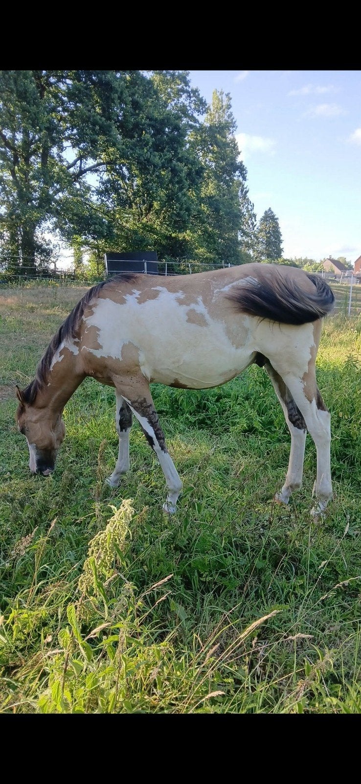 poulain Paint horse, Animaux & Accessoires