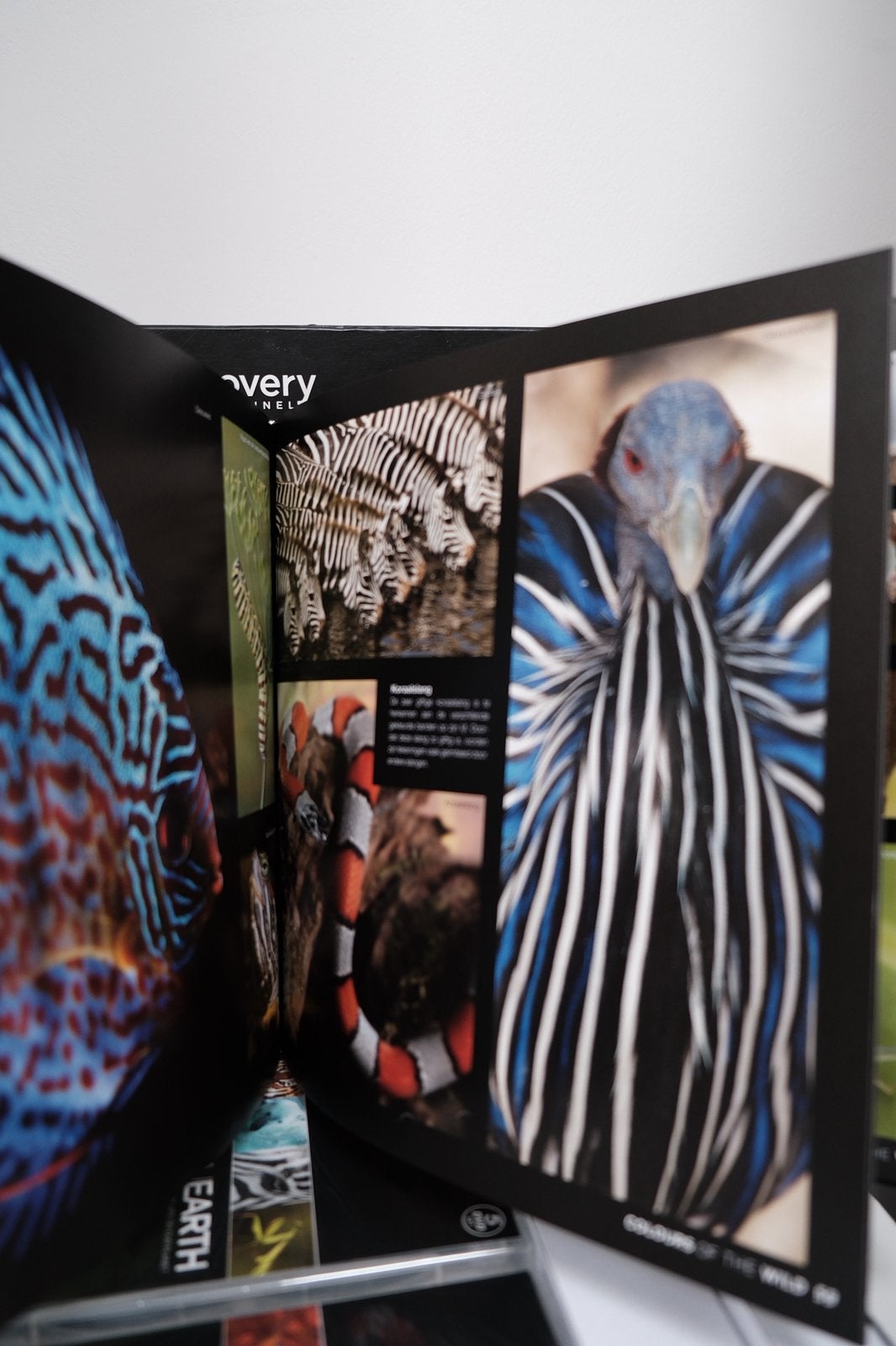 La vie sur Terre - Discovery Channel, CD & DVD, DVD | Documentaires & Films pédagogiques, Enlèvement ou Envoi, Tous les âges, Néerlandais