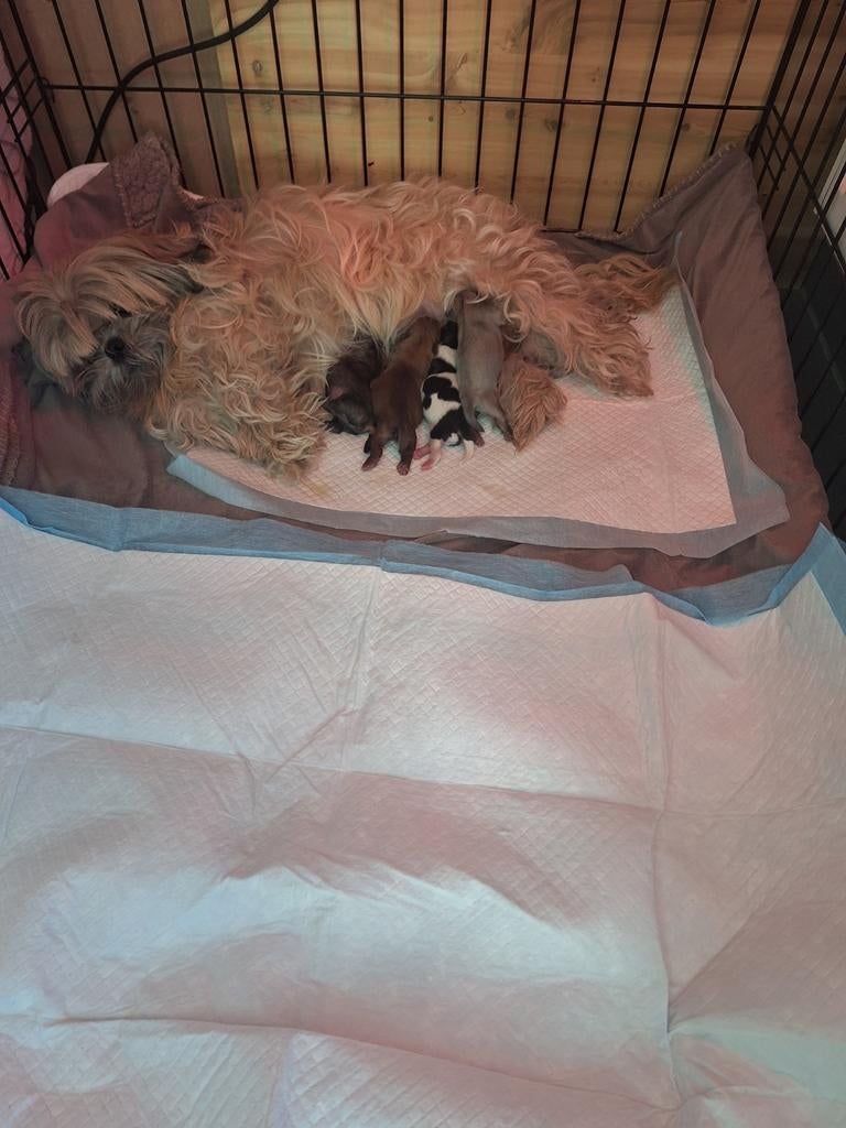 Shith tzu, Dieren en Toebehoren, Ophalen