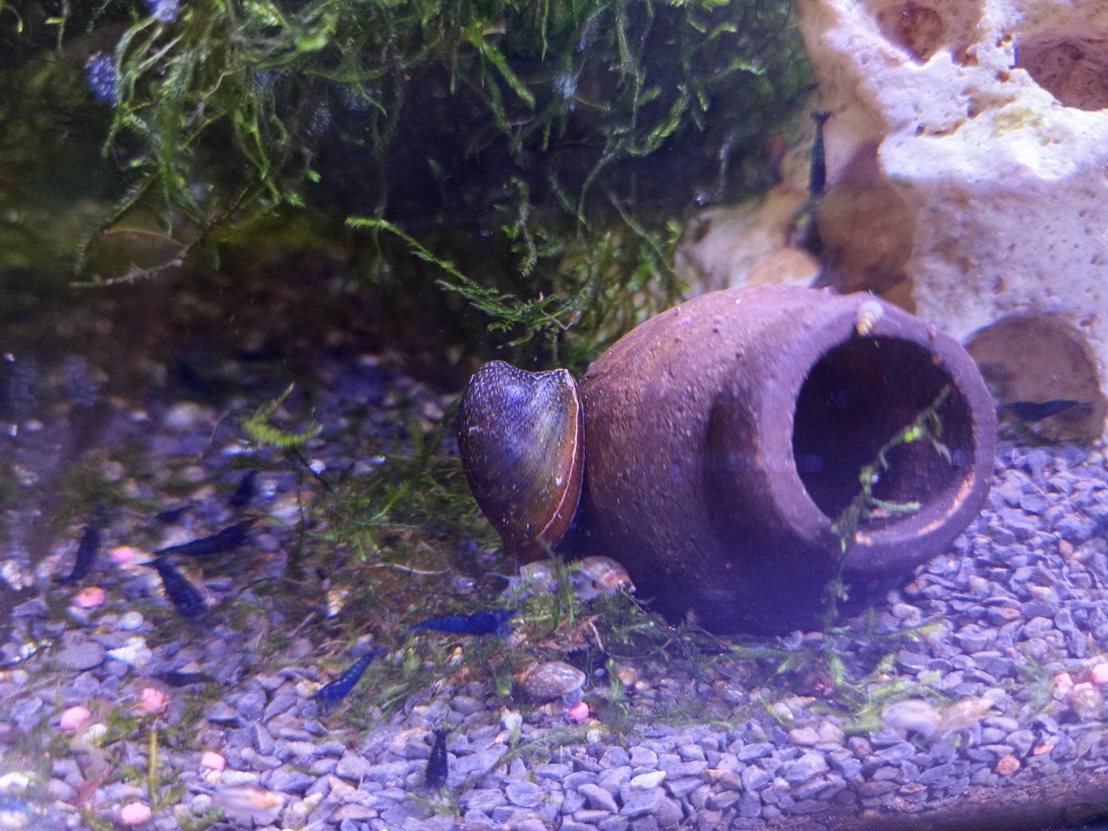 Blauwe garnalen zoetwater aquarium
