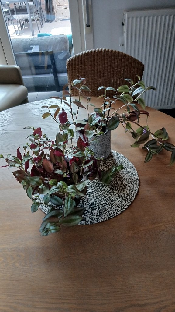 Kamerplant, Huis en Inrichting, Kamerplanten, Groene kamerplant, Ophalen, Overige soorten, Minder dan 100 cm