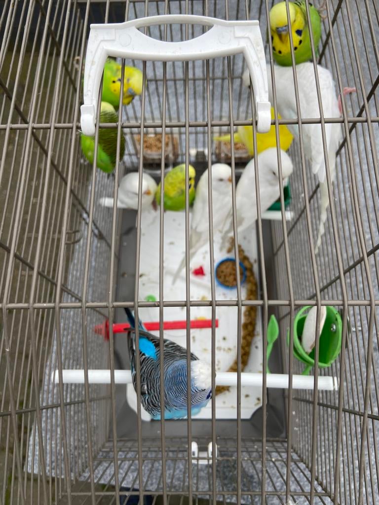 Grasparkieten, Dieren en Toebehoren