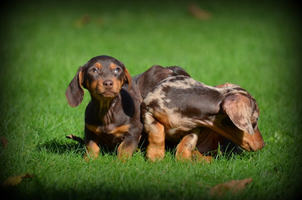 Teckel pups korhaar, Dieren en Toebehoren, België, CDV (hondenziekte), 8 tot 15 weken, Korthaar