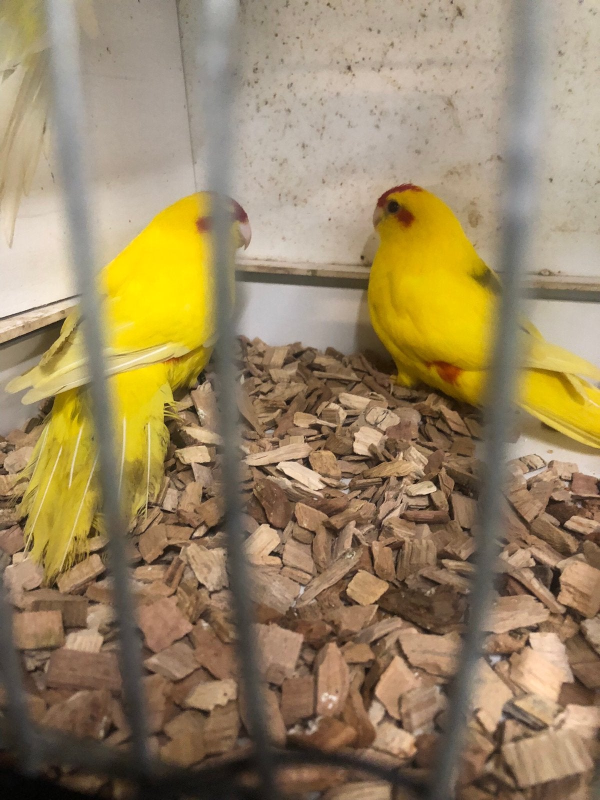 Kakariki lutino poppen, Dieren en Toebehoren, Geringd