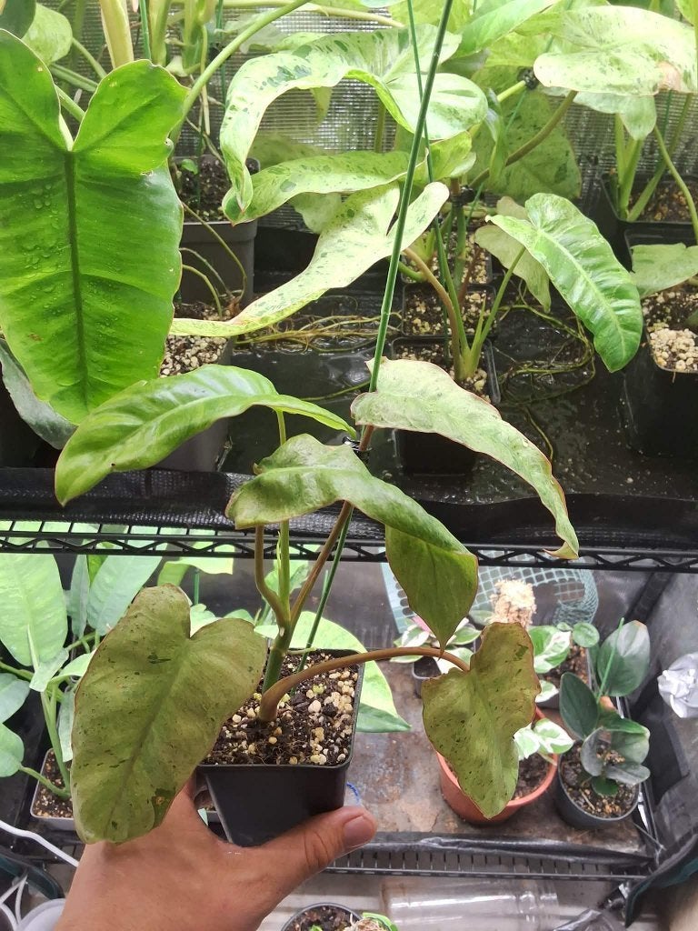 Philodendron Paraiso Verde, Huis en Inrichting, Kamerplanten, Ophalen, Overige soorten, Halfschaduw, In pot