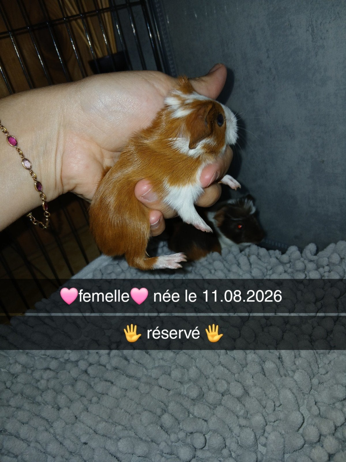 cochons d'inde à l'adoption, Enlèvement, Neuf, Accessoire pour rongeur