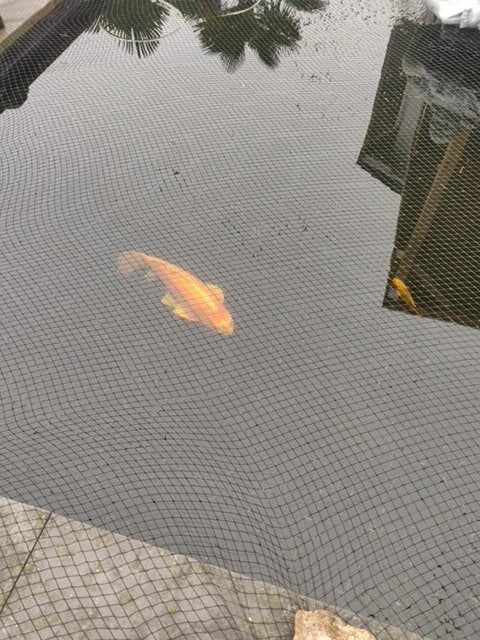 koi's te koop, Karper of Koi