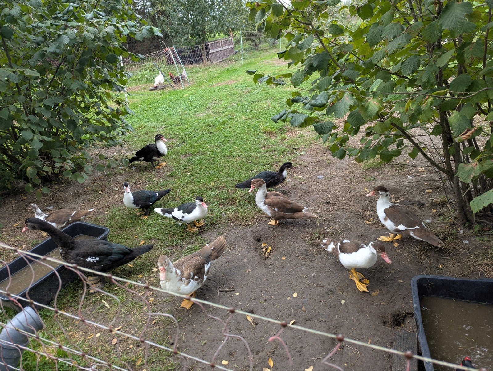poussins barberie, Sexe inconnu, Canard