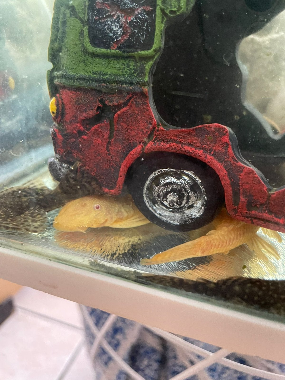 Pleco ‘s, veel pleco’s. Regio Ronse