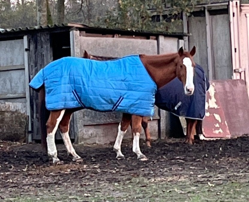 paarden deken te koop, Ophalen, Zo goed als nieuw, Overige maten, Blauw