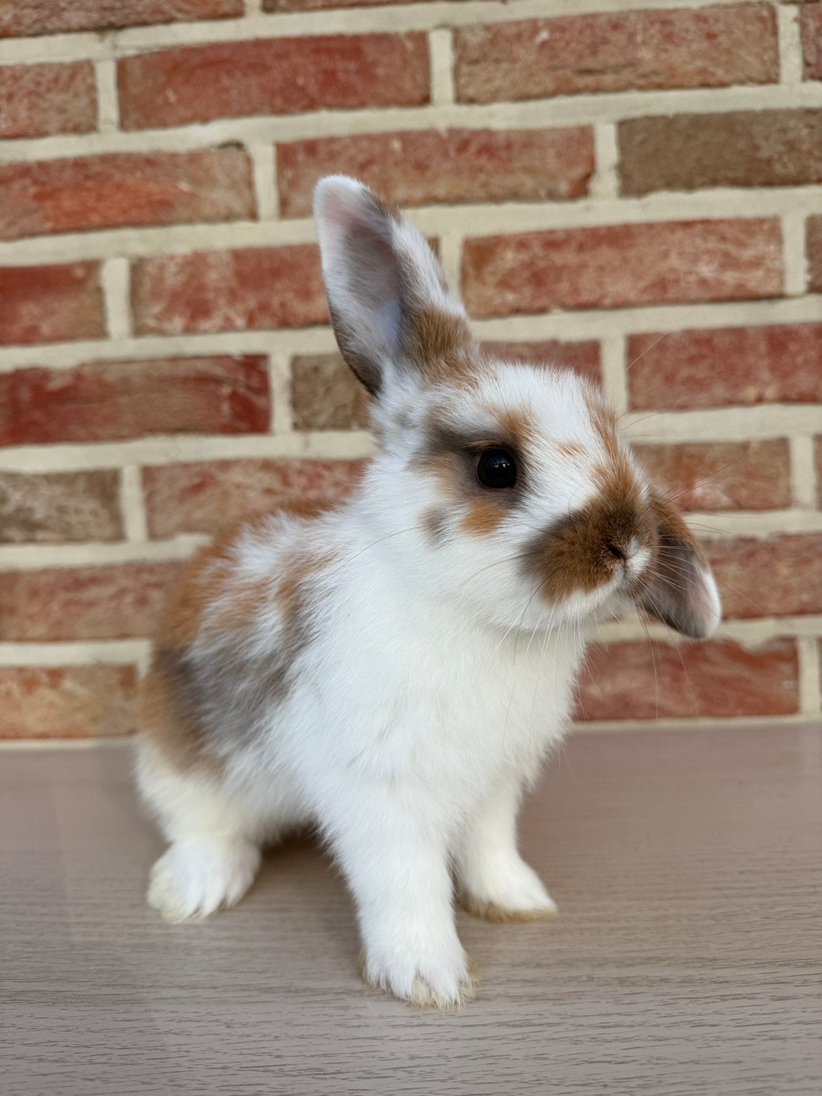 2 lieve handtamme konijntjes, Dieren en Toebehoren, Konijnen, Vrouwelijk, Klein, Hangoor, 0 tot 2 jaar