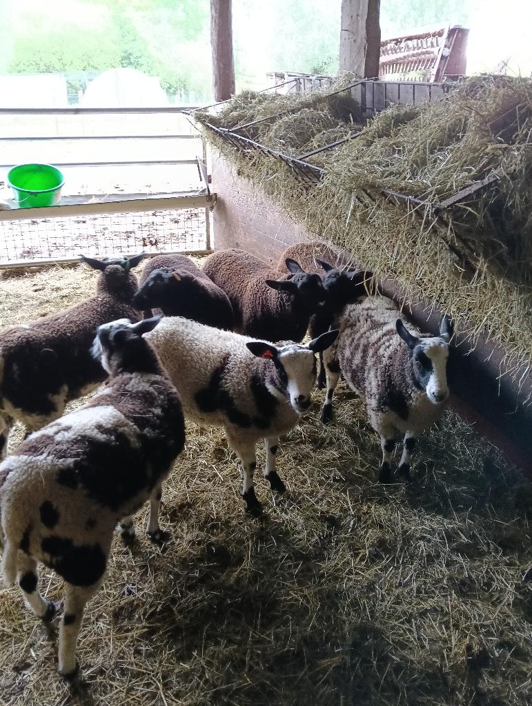 Schapen, Dieren en Toebehoren, Vrouwelijk, Schaap, 0 tot 2 jaar