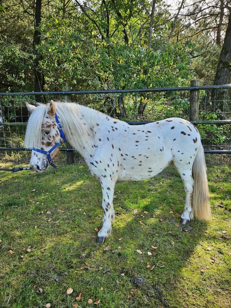 Panterbonte Appaloosa dekhengst – met stamboom, Hengst, Met stamboom, 0 tot 2 jaar