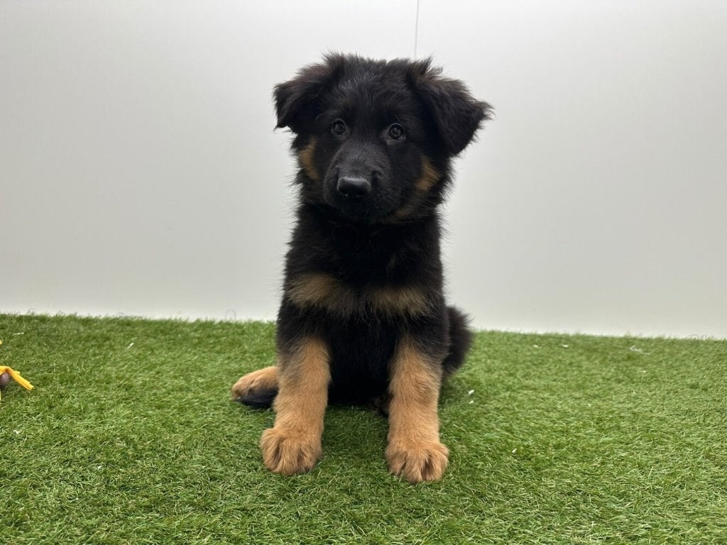 Langharige Duitse Herder pups, Dieren en Toebehoren, België, 8 tot 15 weken, CDV (hondenziekte), Meerdere