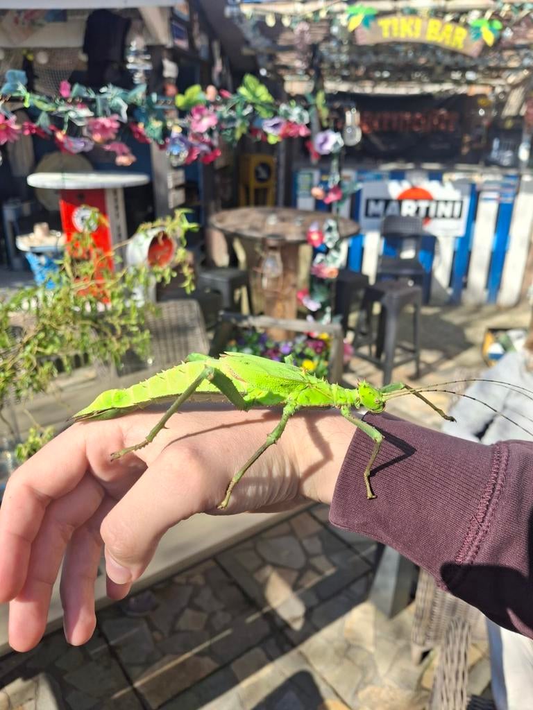 Heteropteryx dilatata eieren, bont en groen, Dieren en Toebehoren, Wandelende tak
