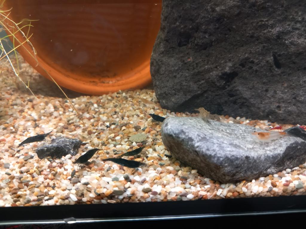 Garnalen, Kreeft, Krab of Garnaal, Zoetwatervis, Schoolvis