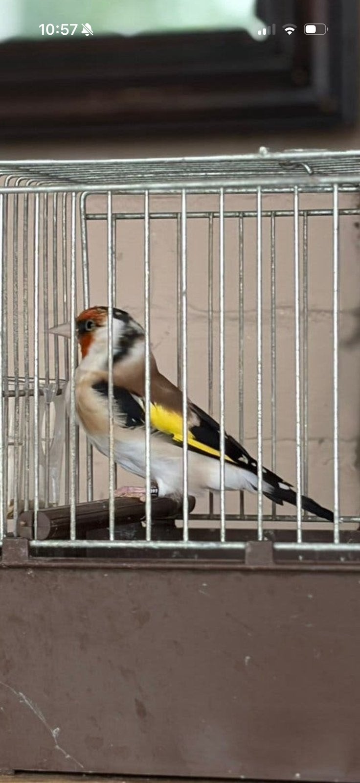 Putter mannetje, Animaux & Accessoires, Mâle, Oiseau chanteur sauvage, Bagué
