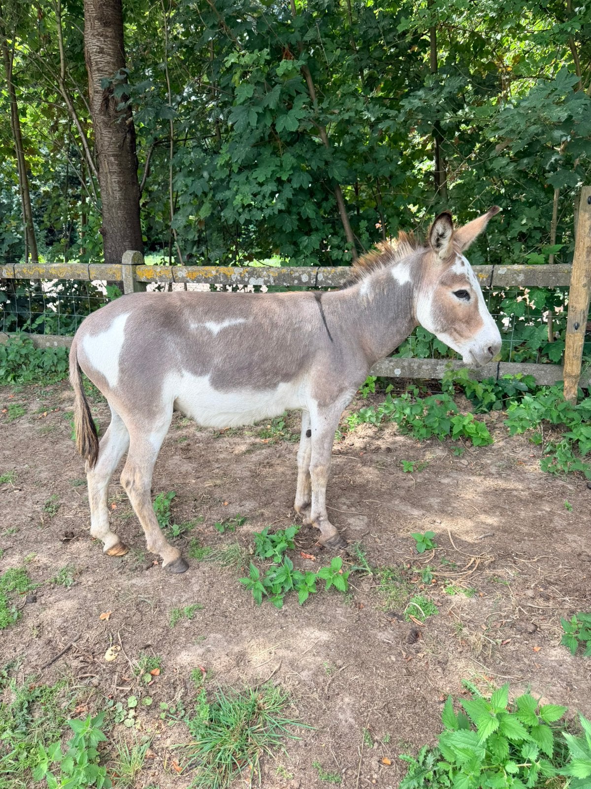 Ezel hengst, Dieren en Toebehoren, Hengst