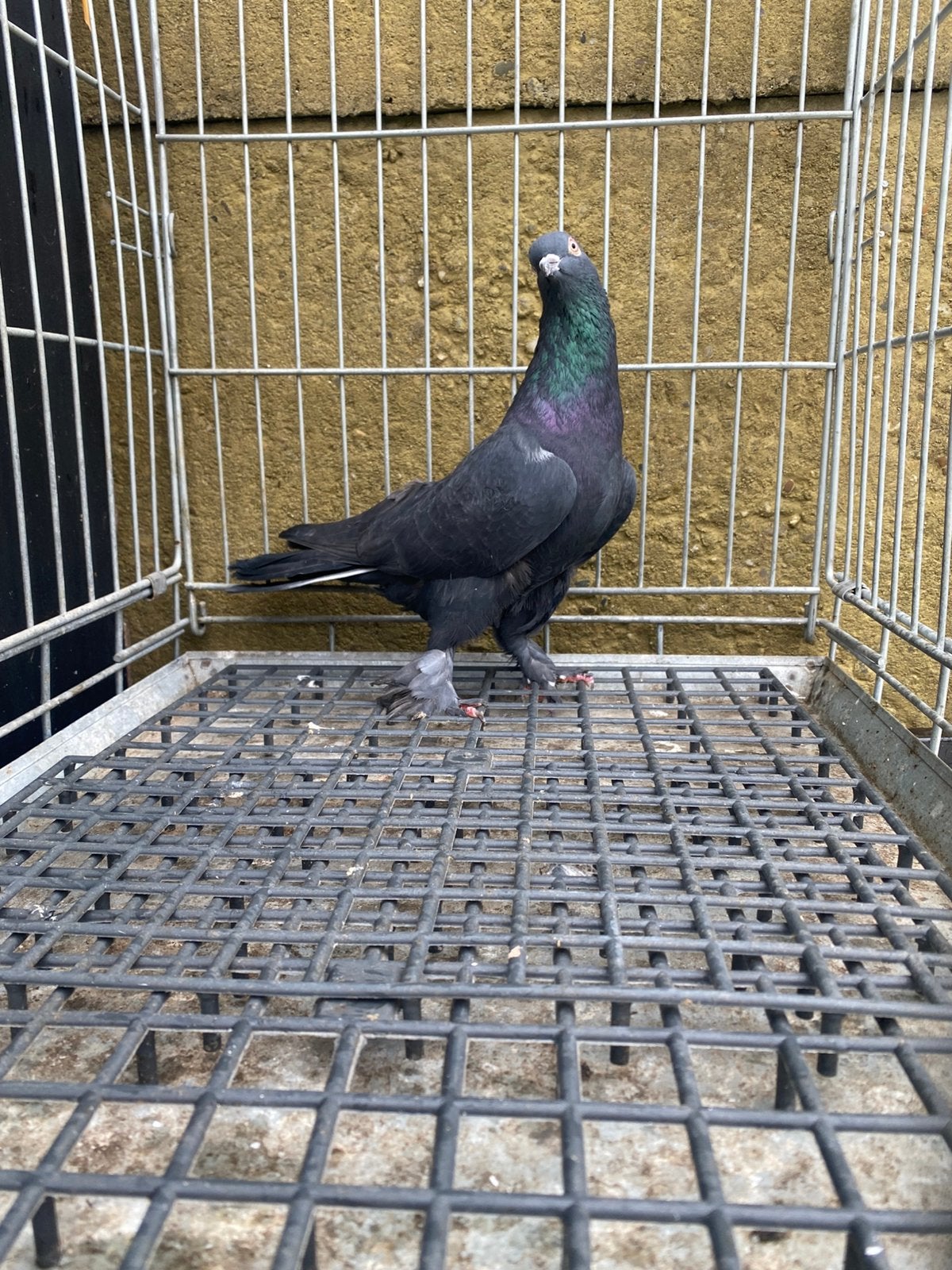 Takla Arabische man, Dieren en Toebehoren