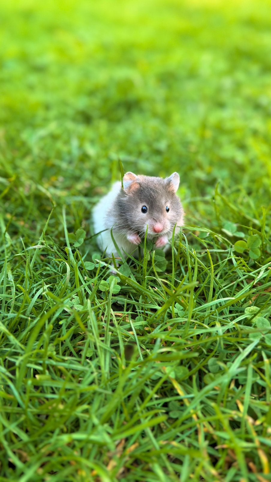 Hamster doré   Hamster syrien à poil long, Hamster, Mâle, Domestique, Septembre