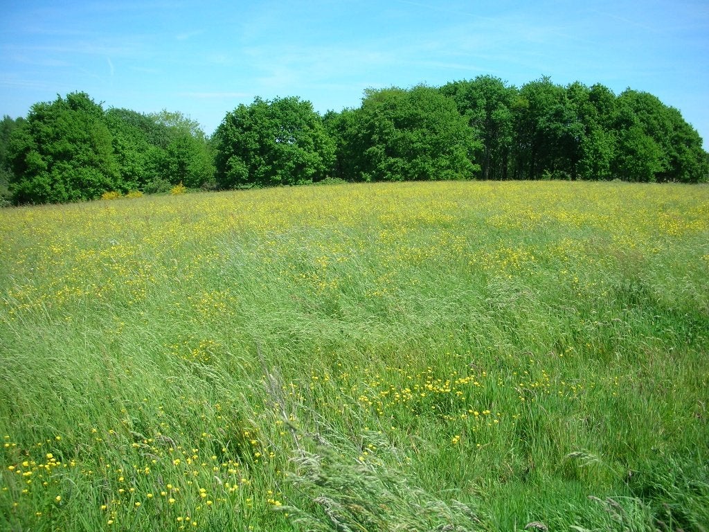 Groot perceel groen tussen Munte en Baaigem, Immo, Terrains & Terrains à bâtir, 1500 m² ou plus, Ventes sans courtier