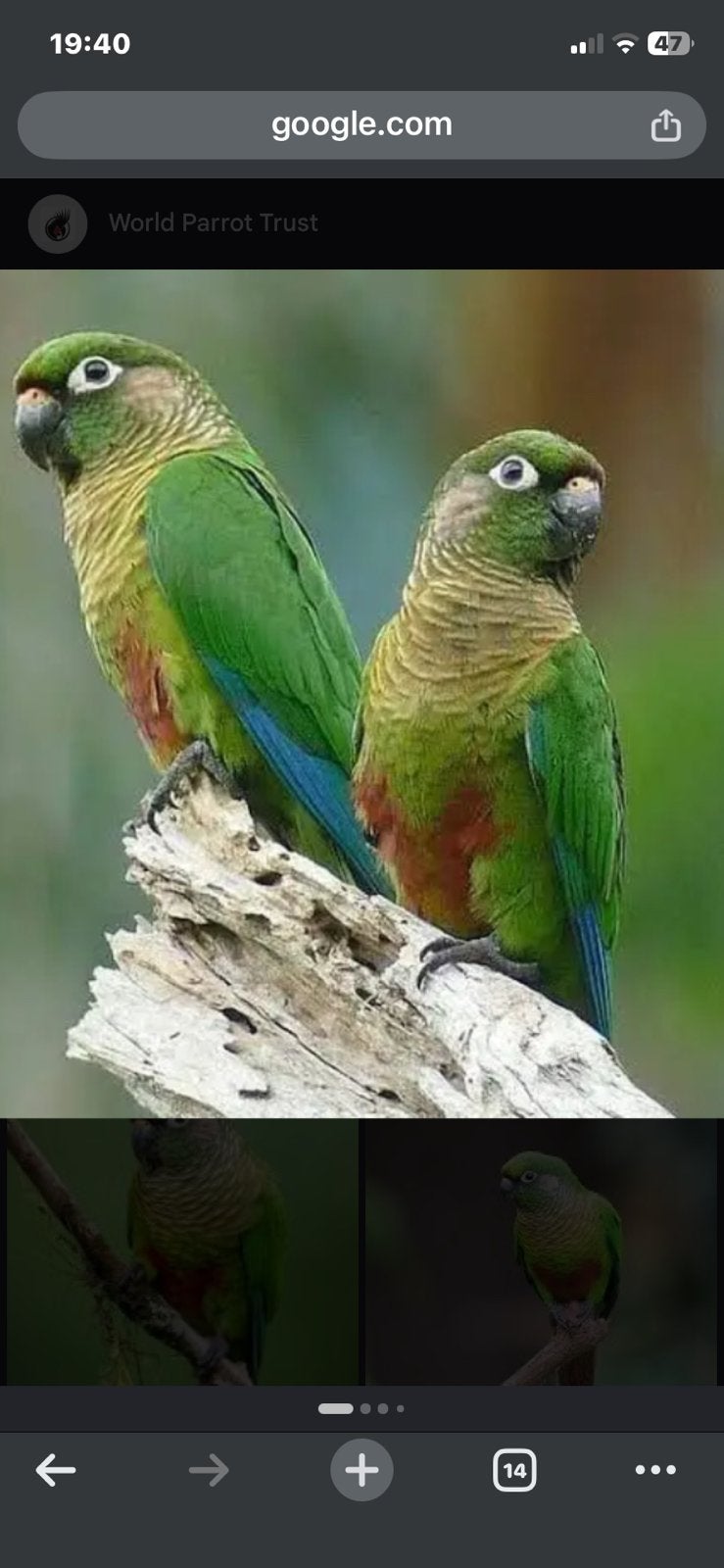 Pyrrhura frontalis.  Bruinoorparkiet 2026, Animaux & Accessoires, Oiseaux | Perruches & Perroquets, Domestique