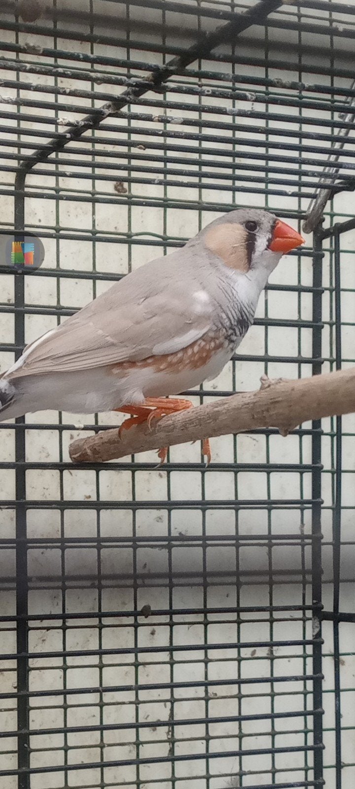 5 mannen zebravinken