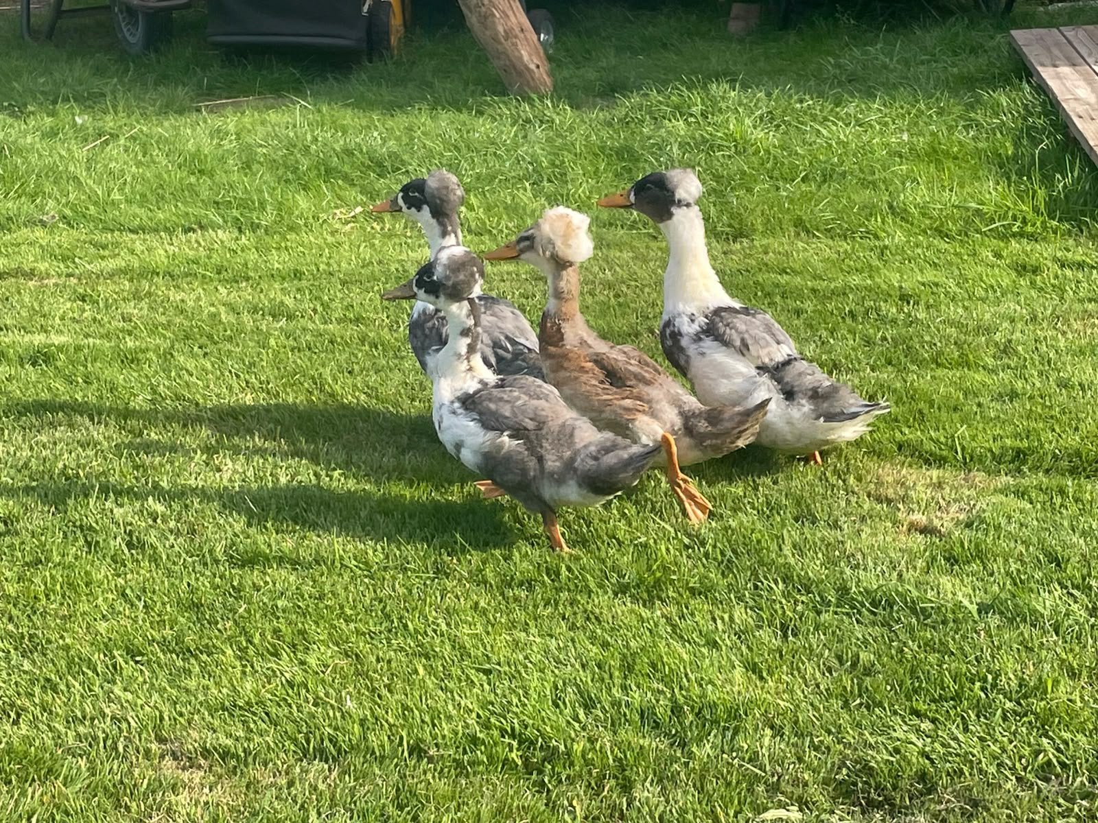 2 mooie jonge Hollandse kuifeenden