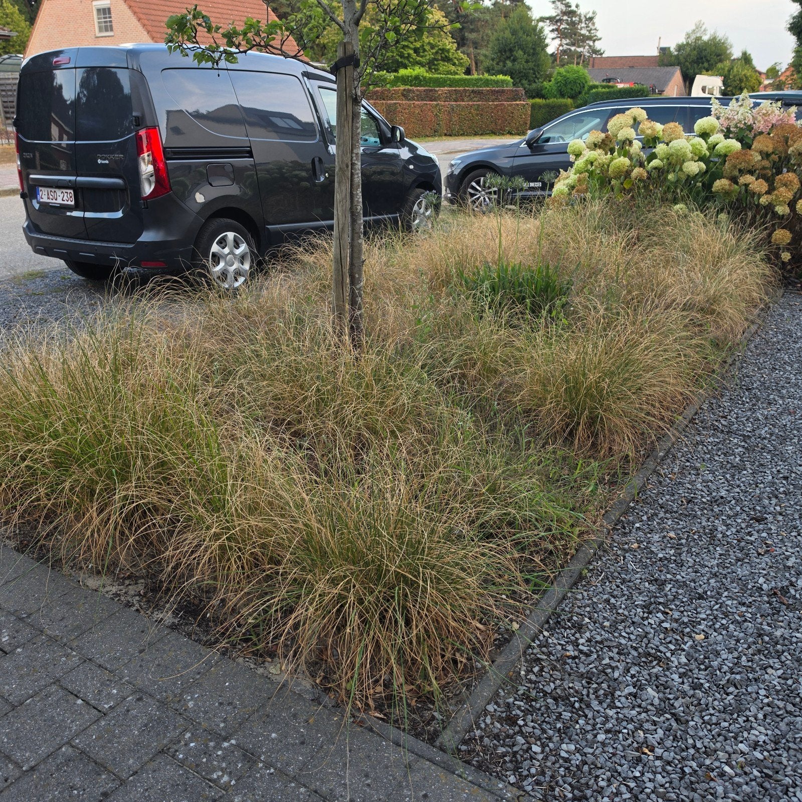 sier gras met pluimen, Ophalen, Gras
