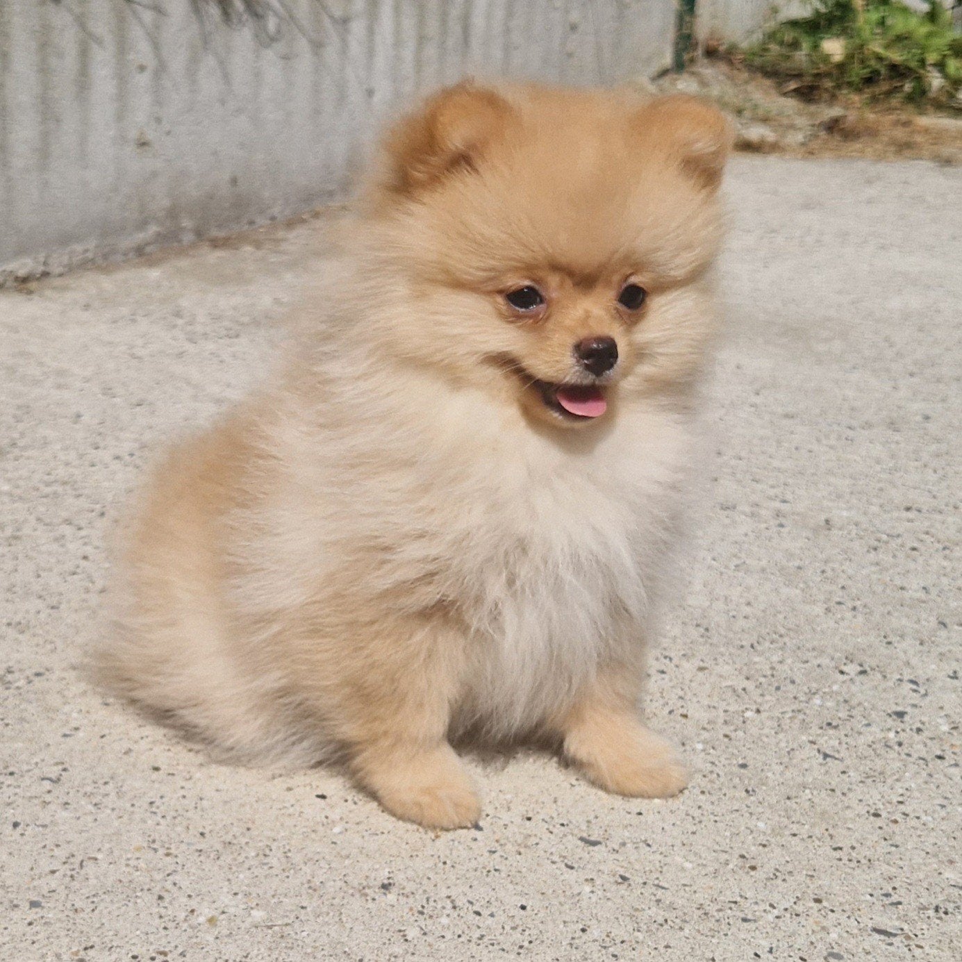 Pomeranian pomeriaan dwergkees pup teefje, Dieren en Toebehoren, Honden | Poolhonden, Keeshonden en Oertypen, België, Keeshond