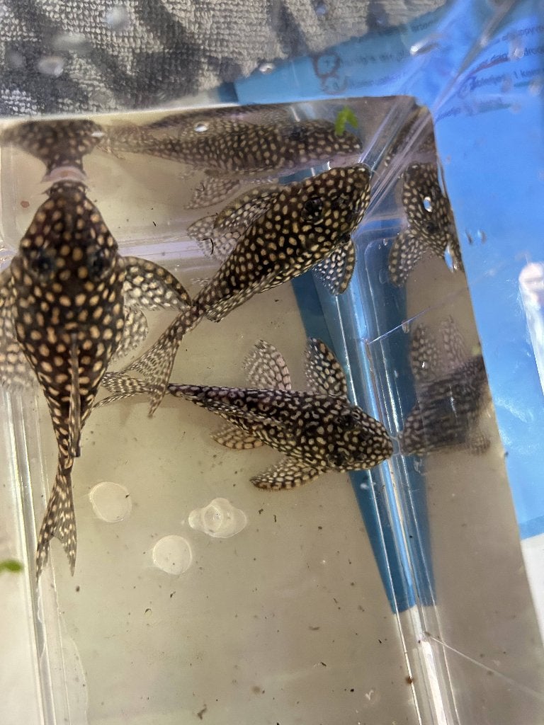 Kweekgroep L136c, Animaux & Accessoires, Poisson, Poisson d'eau douce