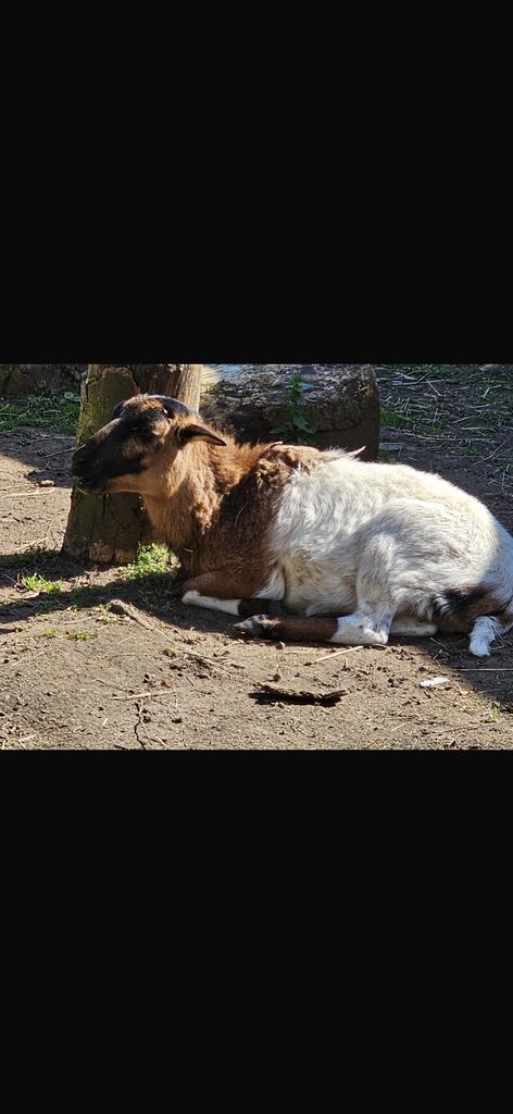 Kameroenschaap