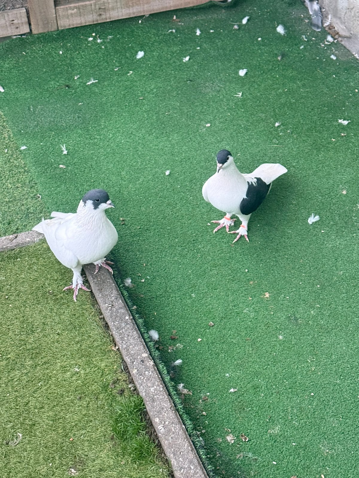 Duiven, Dieren en Toebehoren
