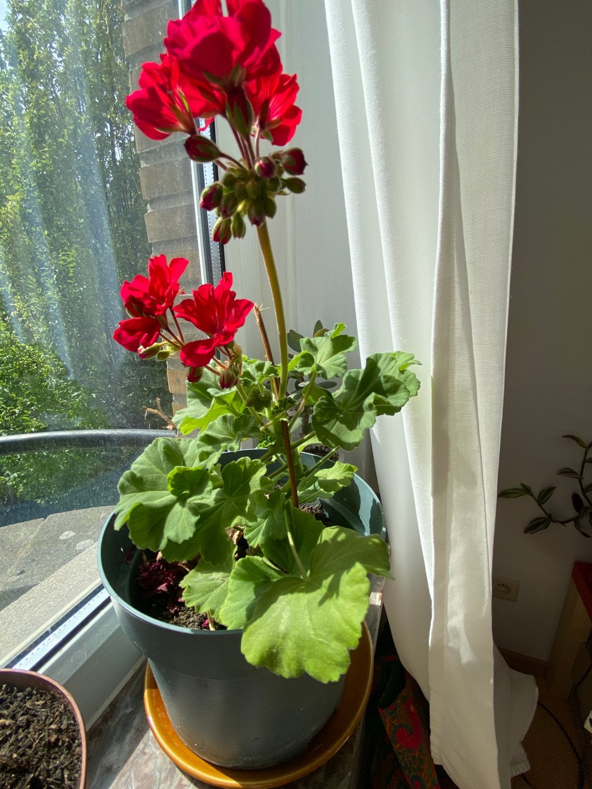 Geranium rouge: 5,5€, Jardin & Terrasse, Plantes | Jardin, Autres espèces, Annuelle, Plein soleil, Été