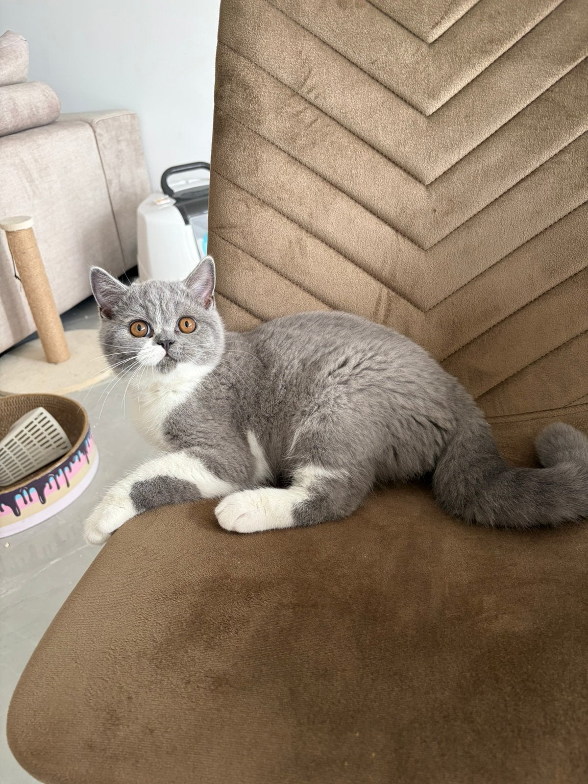 Britse korthaar, Kater, Kortharig, 0 tot 2 jaar