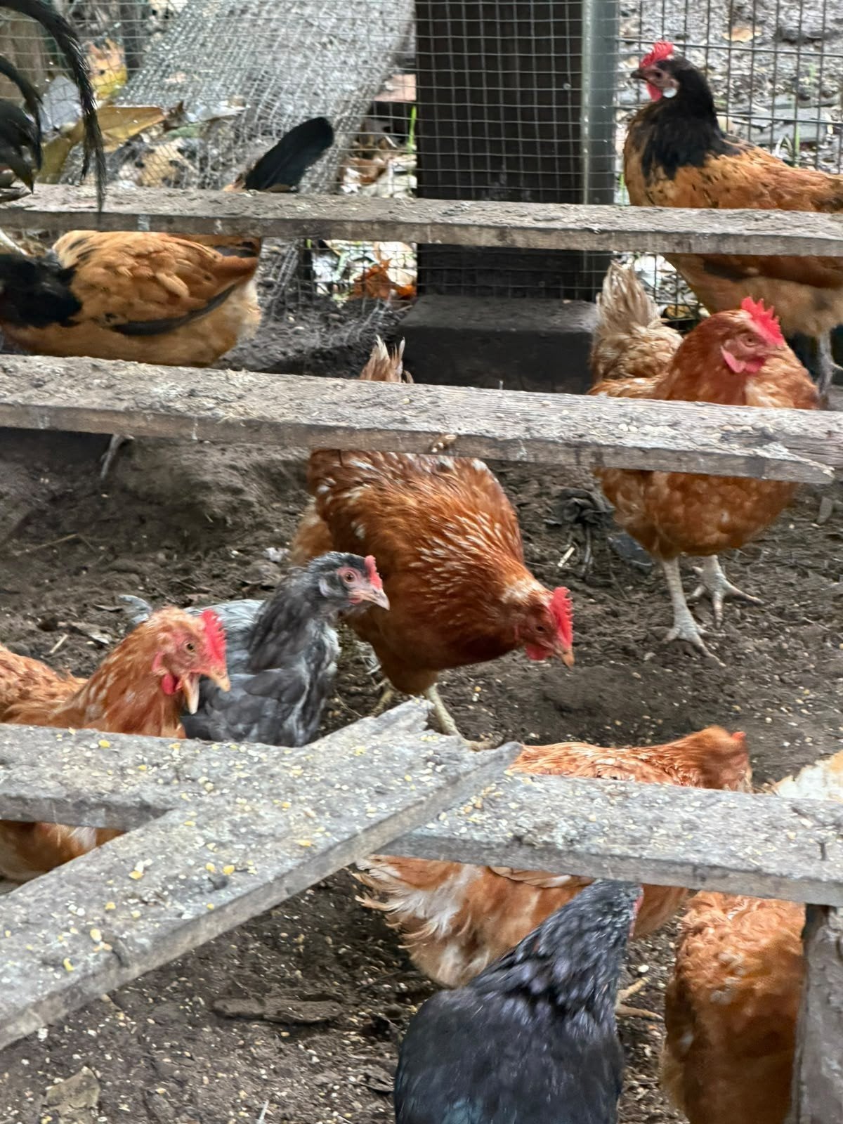 kippen te koop, Dieren en Toebehoren