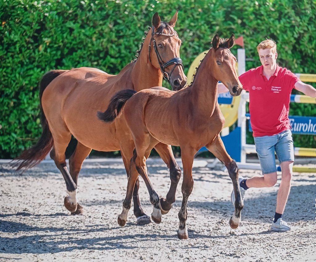 Spring gefokt BWP hengstenveulen, Springpaard, Met stamboom, 0 tot 2 jaar, Hengst