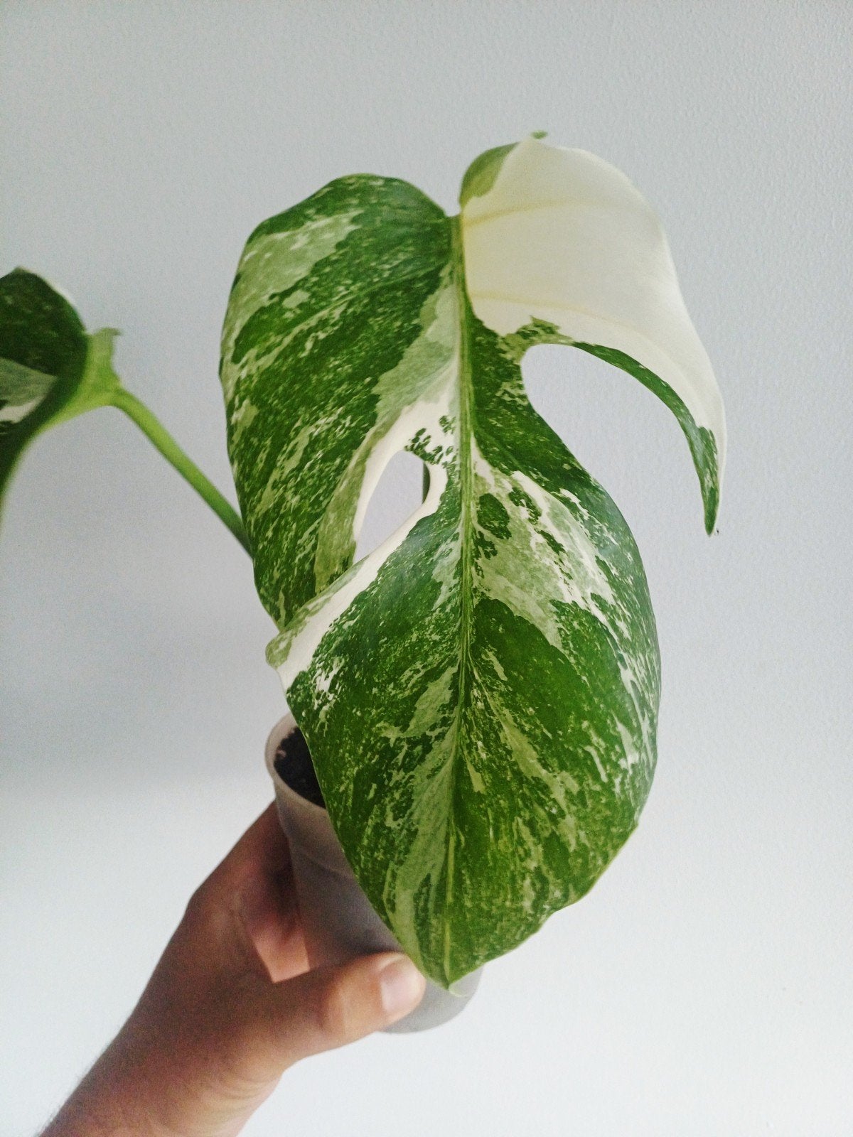 Monstera Albo Mutation, Huis en Inrichting, Kamerplanten, Overige soorten, Minder dan 100 cm, Groene kamerplant, Halfschaduw, In pot