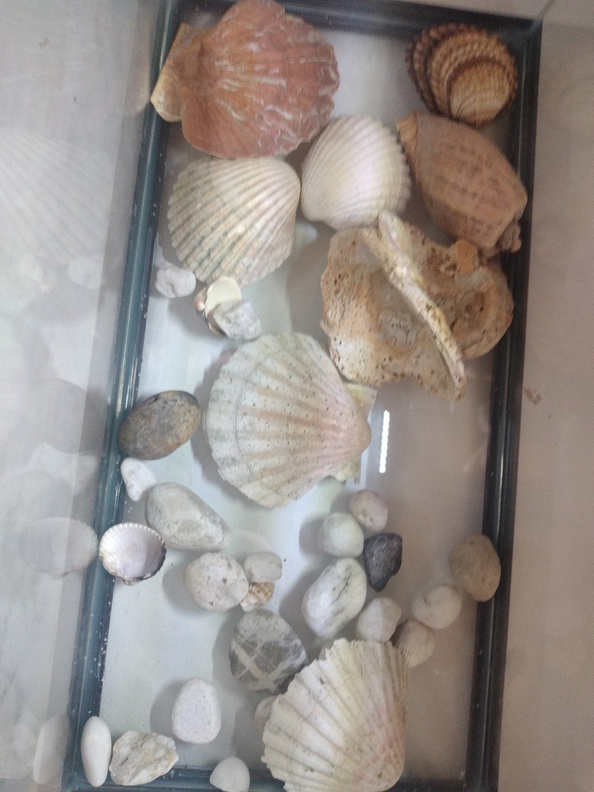 Aquarium avec lumière, filtre et beaucoup de coquillages., Enlèvement, Filter