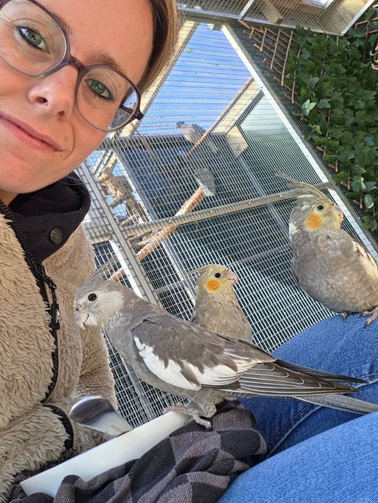 Tamme valkparkieten, Plusieurs animaux, Perruche, Domestique