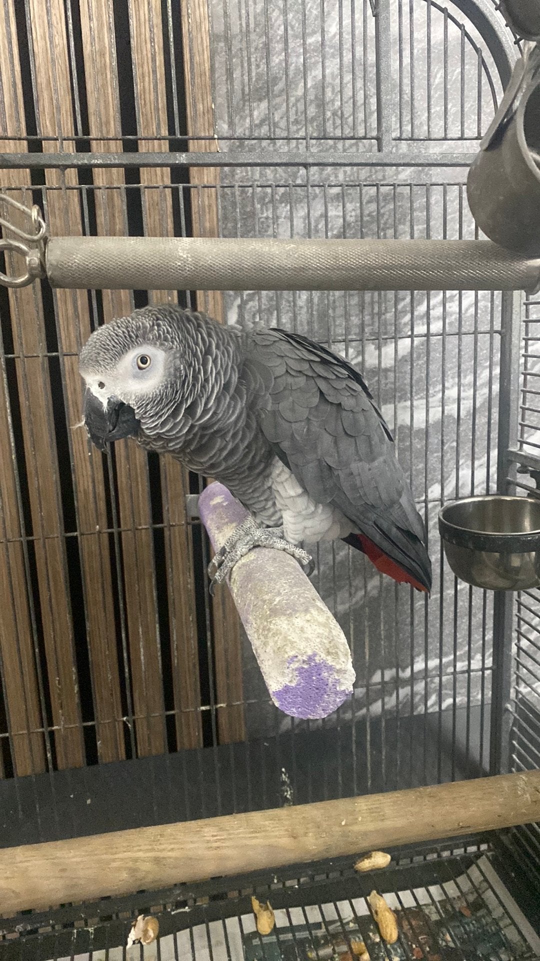 Grijze roodstaart, Animaux & Accessoires