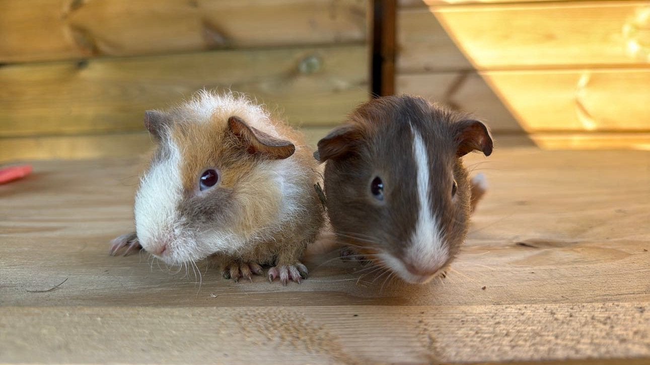 2 cavia beertjes, Dieren en Toebehoren, Knaagdieren, Cavia, Mannelijk, Juli, Tam