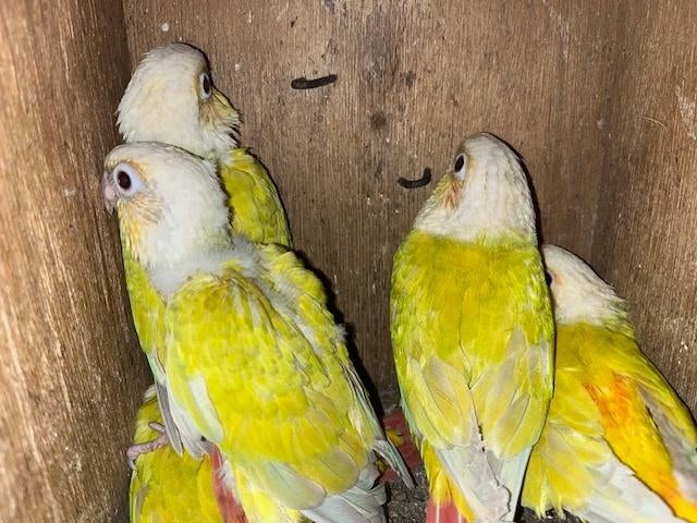 Pyrrhura suncheeks, Dieren en Toebehoren, Vogels | Parkieten en Papegaaien, Geslacht onbekend, Parkiet, Geringd