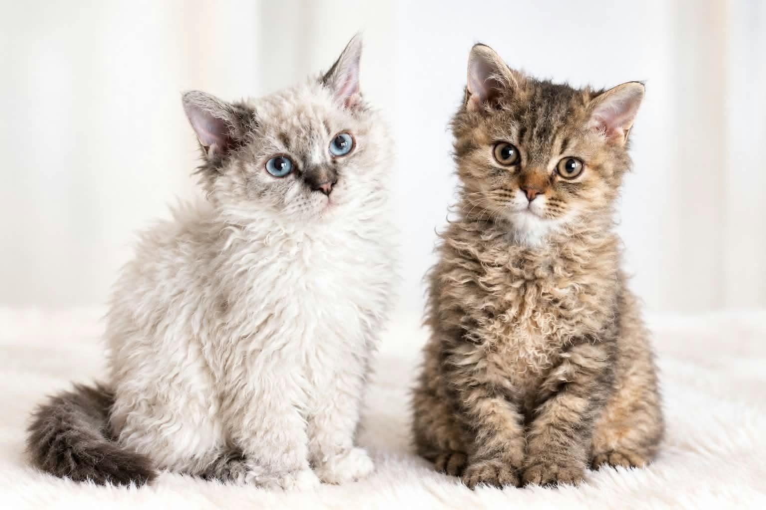 Selkirk Rex, Dieren en Toebehoren, Kater, Met stamboom, 0 tot 2 jaar