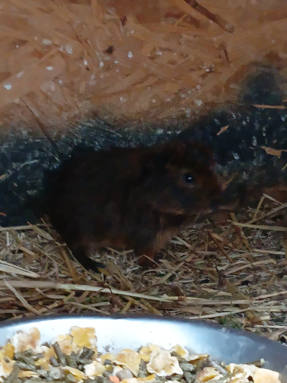 cavia meertjes meisjes, Dieren en Toebehoren, Juli, Vrouwelijk, Cavia