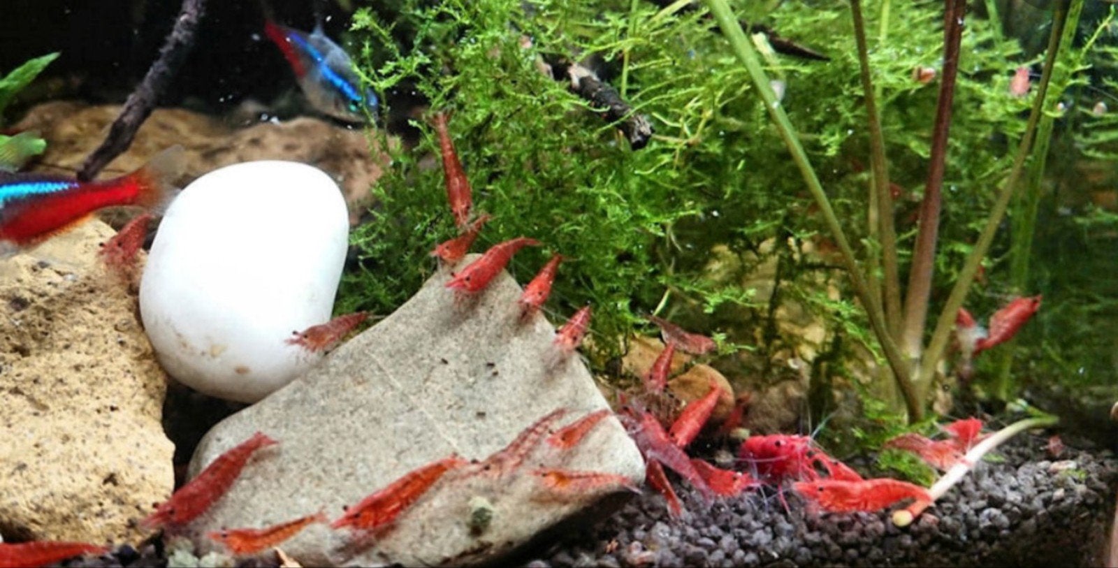 crevettes rouges à l'eau du robinet 30 pièces 40€, Animaux & Accessoires