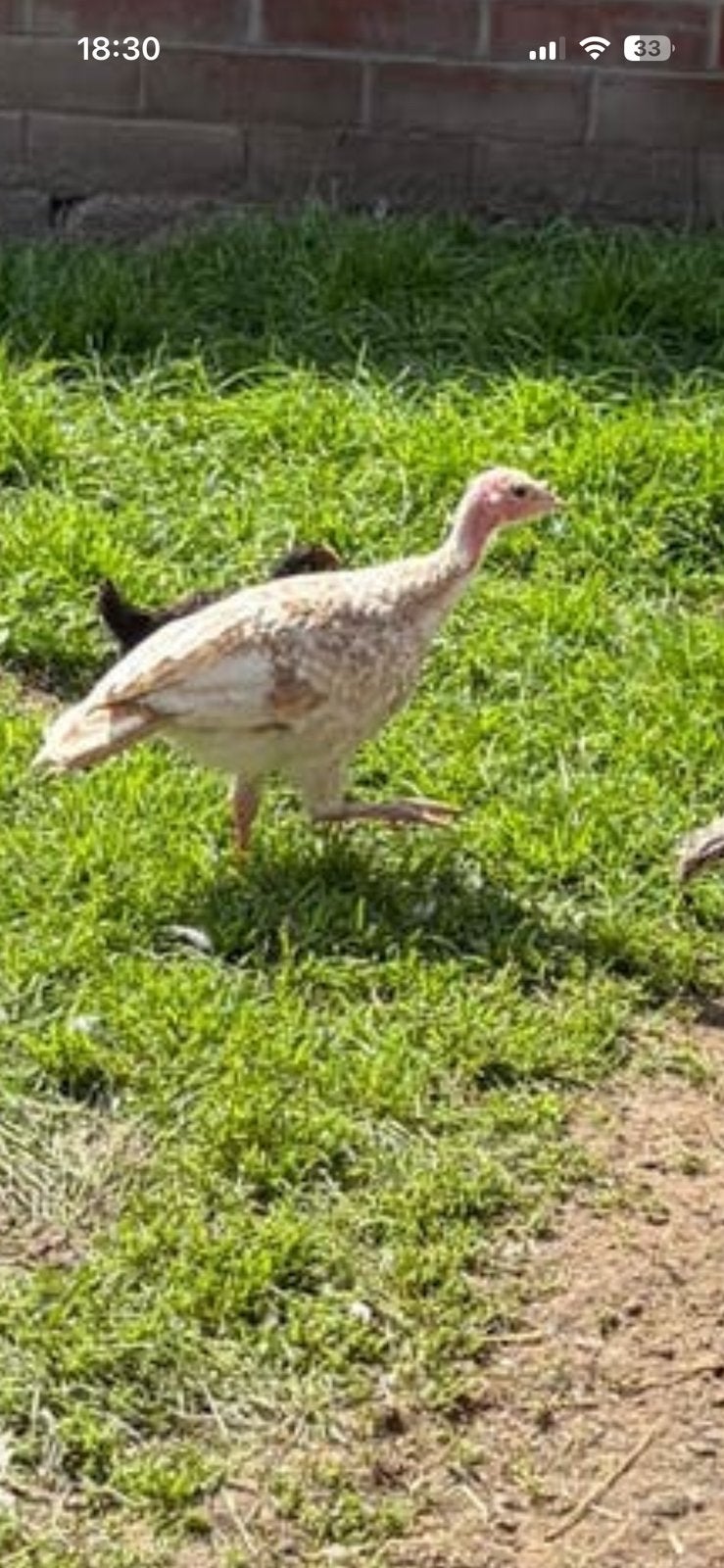 Ronquiere kalkoenen, Dieren en Toebehoren